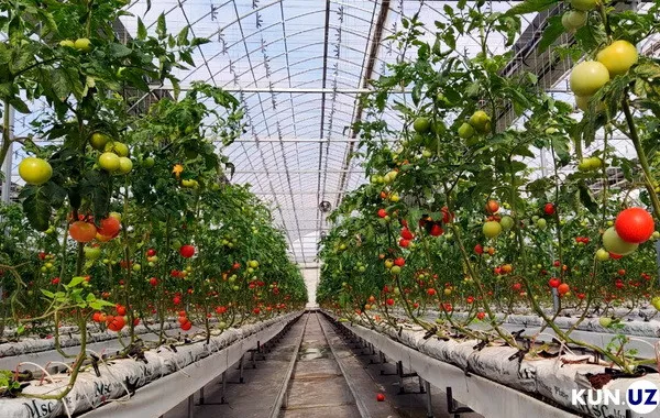 Uzbek Leader Launches Bold Plan to Supercharge Greenhouse Sector and Food Exports