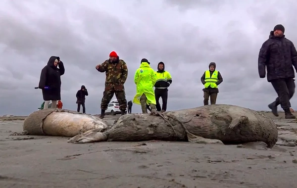 Mass Death of Caspian Seals Linked to Neuroinfection, Say Experts