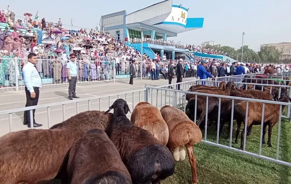 Tajikistan to Host Global Symposium on Fat-Tailed Sheep Breeds This September