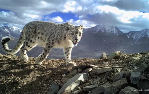 Kyrgyzstan Names Snow Leopard Its Official National Symbol