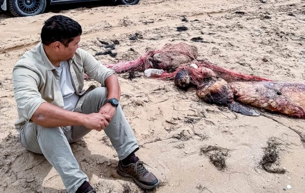 Over 100 Dead Seals Found on Caspian Coast in Kazakhstan