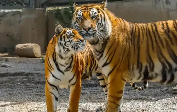 Russia to Train Kazakh Specialists in Human-Tiger Conflict Management