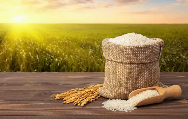 Turkmen Enterprise Harvests Over 15,000 Tons of Rice