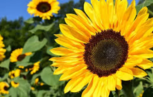 Kazakhstan, Estonia Sign Oilseed Cooperation Deal at Gulfood