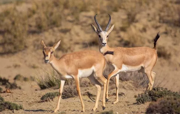 Kyrgyzstan to Rewild Issyk-Kul Steppes with 25 Gazelles This July