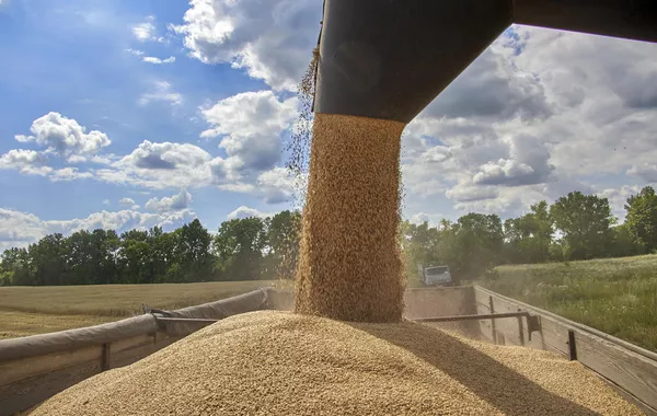 Kazakhstan Boosts Grain Shipments to Uzbekistan