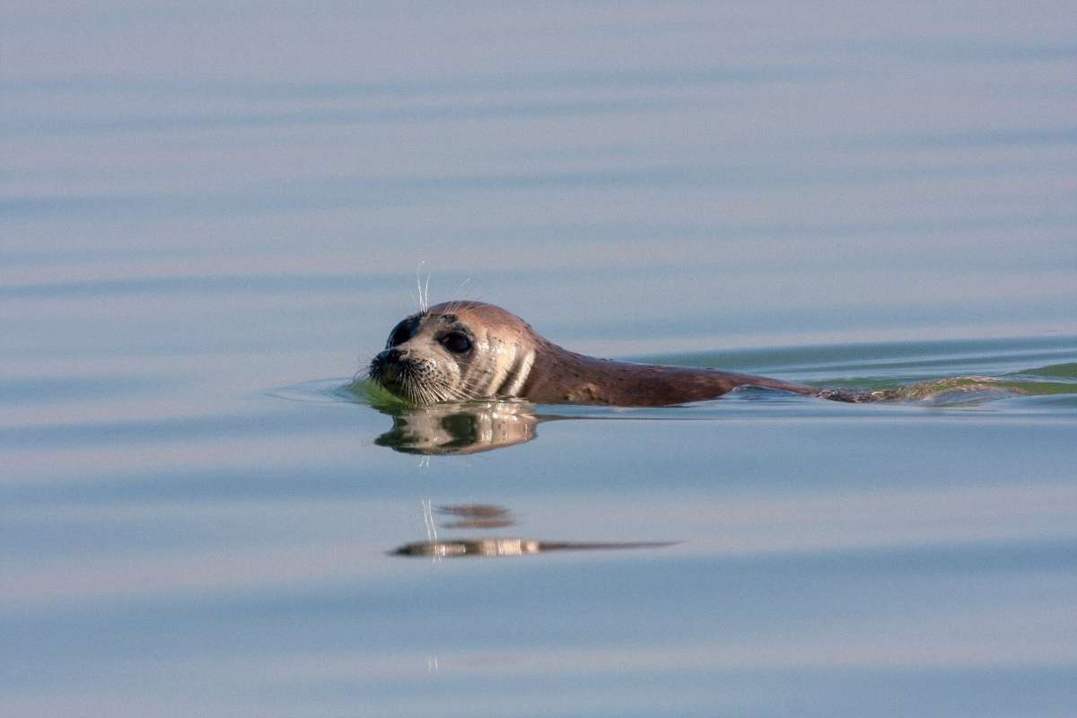 Thousands of Caspian Seals Found Dead on Russian Beaches