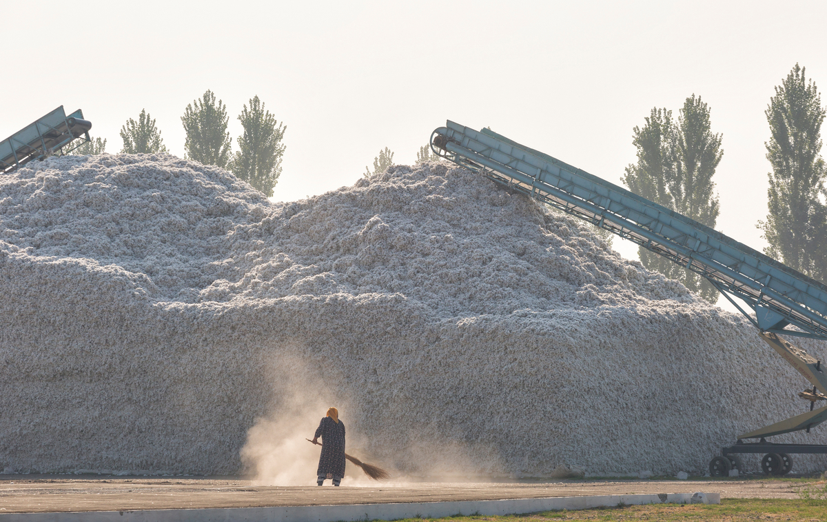 Uzbek Forum for Human Rights Reveals the Potential Backsliding of the Cotton Harvest Industry in Uzbekistan