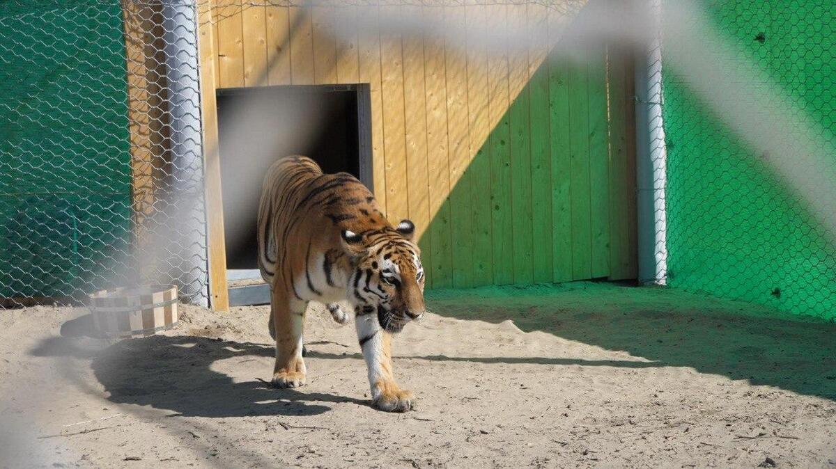 Kazakhstan Launches Program to Reintroduce Tigers to Lost Habitat