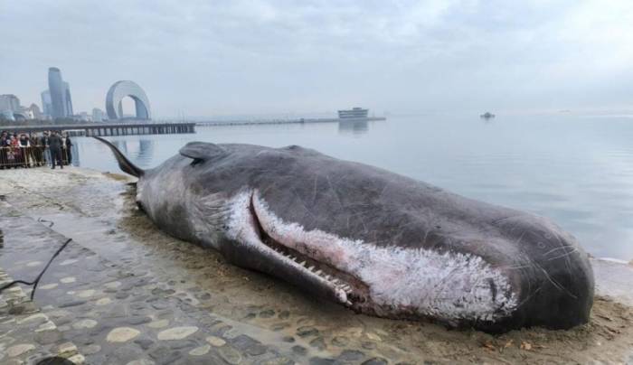 A Sperm Whale on Baku Boulevard: A Wake-Up Call for the Caspian Sea's Troubled Ecosystem