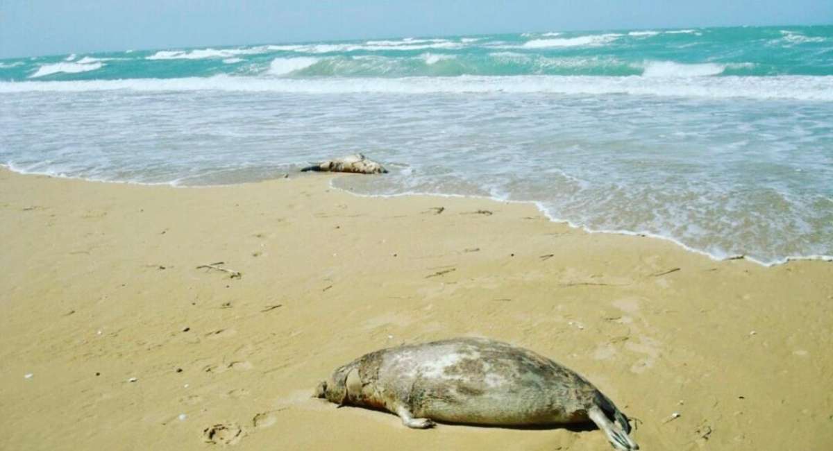 Kazakhstan Reports Mass Seal Deaths in the Caspian Sea