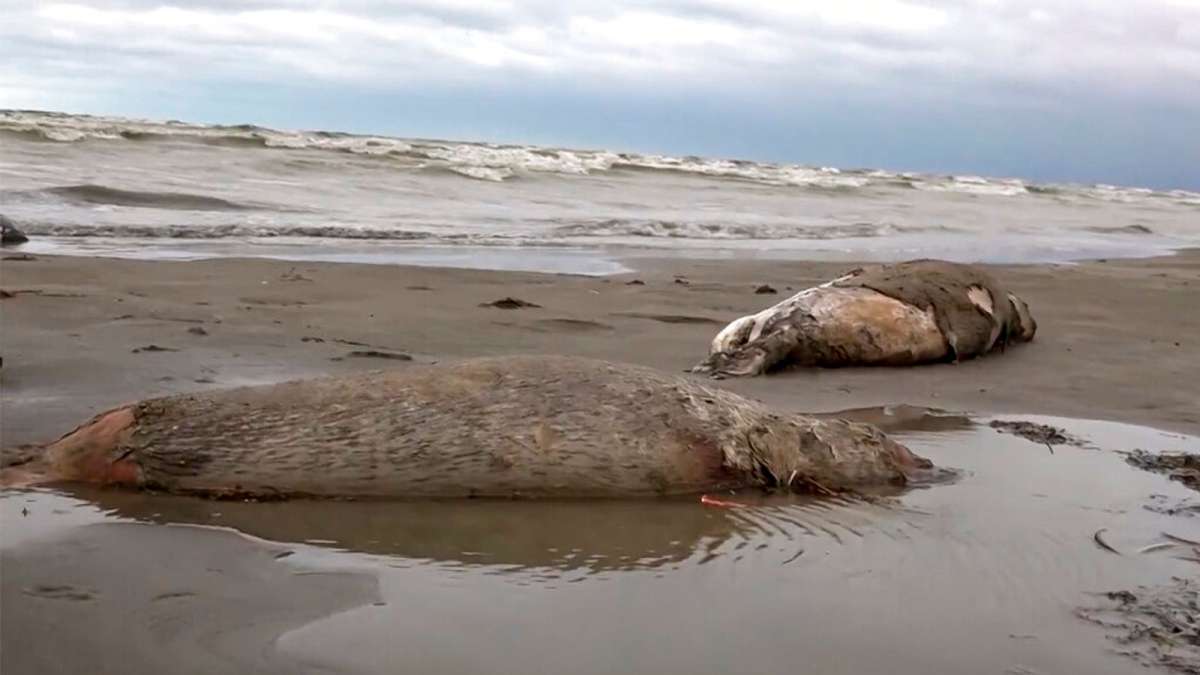 Kazakhstan Probes Cause of Mass Seal Deaths on Caspian Sea Coast