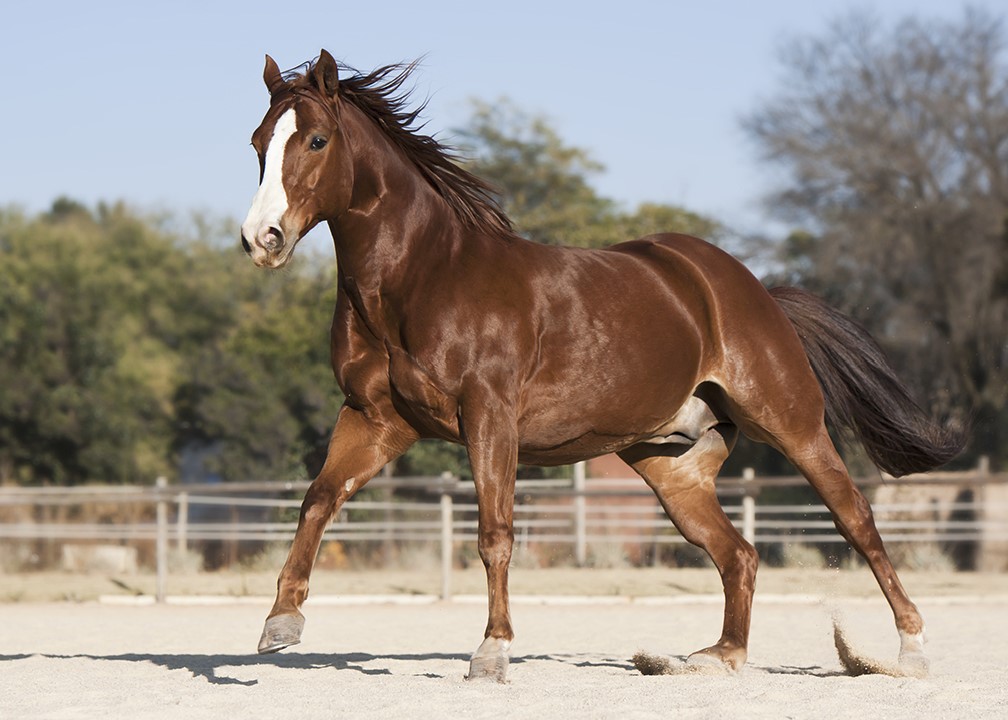 Kazakhstan Establishes Institute of Horse Breeding and Forage Production