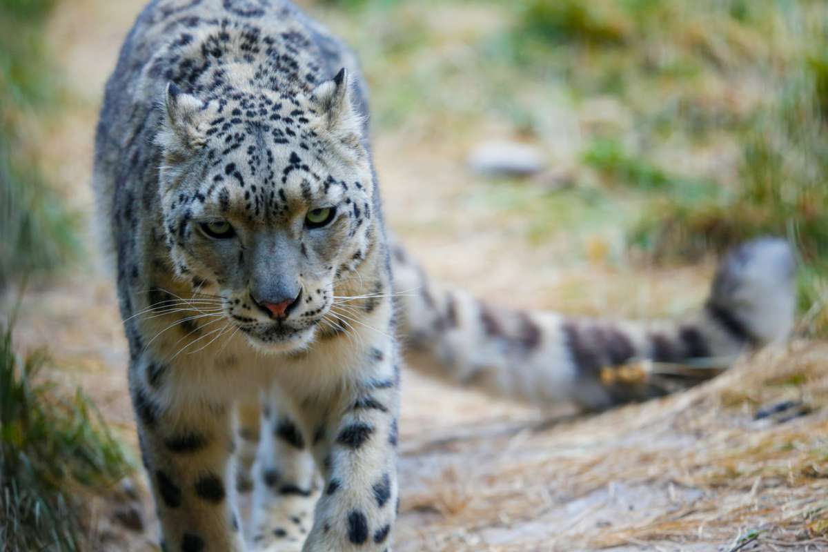 ​​Snow Leopards: How a Symbol of Kazakhstan Turned into a Vulnerable Species