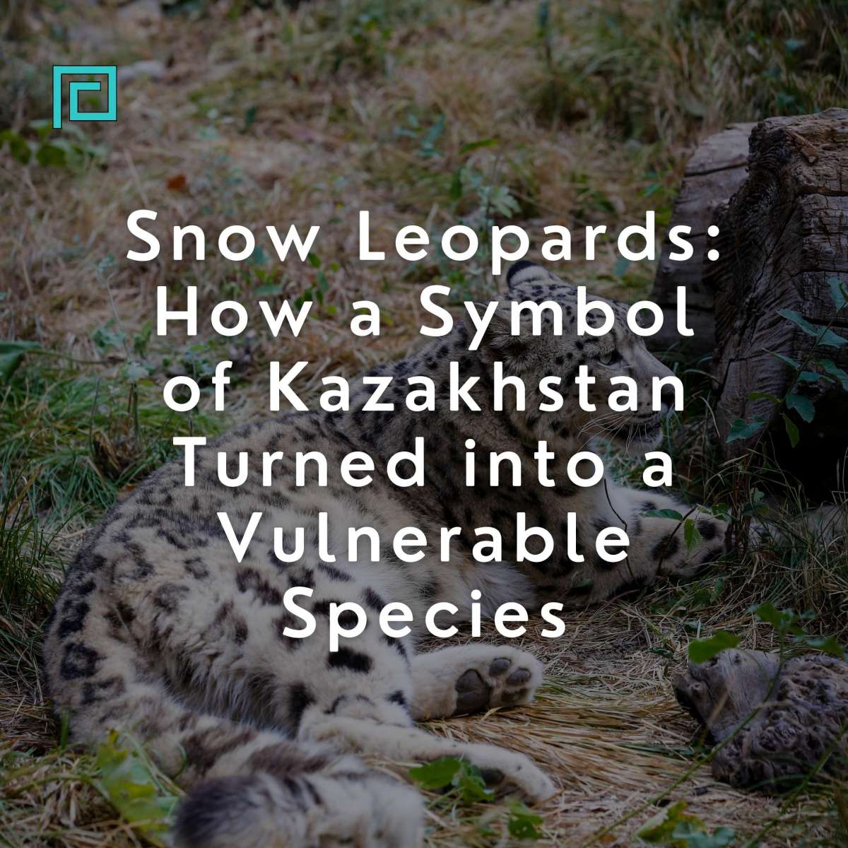 Snow Leopards: How a Symbol of Kazakhstan Turned into a Vulnerable Species